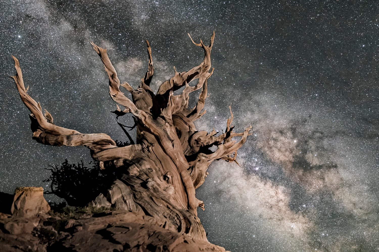 Chirag Bristlecone